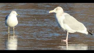 RING BILLED GULLS [upl. by Rolecnahc554]