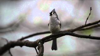 Tufted Titmouse Calling Its Mate [upl. by Aicetel]