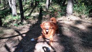 Toller scream Screaming dog Duck tolling retriever [upl. by Qooraf]