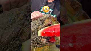 Snapping Turtle Watermelon Bite FAIL 😱🍉🐢shorts turtle [upl. by Peale92]