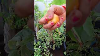 terrace garden low aaku kuralu like share subscribe [upl. by Iramat]