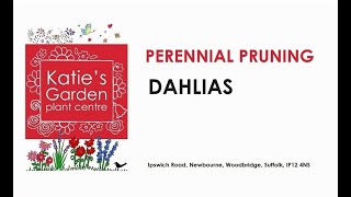 How to look after Dahlias a pruning guide [upl. by Ecinhoj]