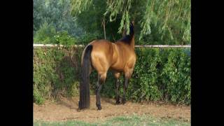 AQHA Buckskin Western Pleasure Stallion [upl. by Burgwell]