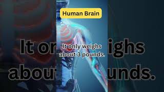 Amazing Facts About the Human Brain 🧠✨short [upl. by Kirstyn363]