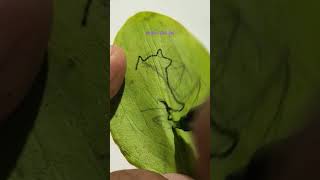 one line drawing of chubby dog on a leaf viral art aramnabeel [upl. by Haase]