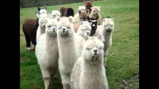 Alpaca Funny Clique walking [upl. by Yerffe]