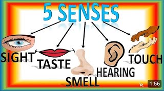 Sense organs  five senses  Our senses  Sense organs name  Sense organs functions  5 senses [upl. by Soo698]