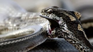 Iguana vs Snakes  Behind the Scenes  Planet Earth II [upl. by Vahe]