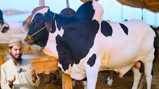 Northern Bypass Cow Mandi BARGAINING amp Price Update  Cattle Market Karachi  Bakra Eid 2024 [upl. by Ellenrahc]