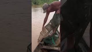 today catch Macrognathus Of Cambodia fishingvideo fish fishing today reels shorts [upl. by Nauqes]