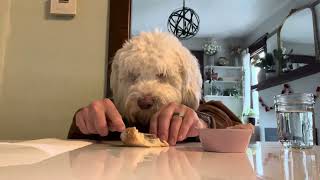 NEW Dog eating with human hands  Meet Atlas I’m an Labradoodle [upl. by Krystyna]