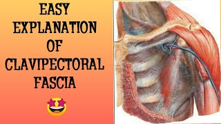 CLAVIPECTORAL FASCIAMUST KNOW QUESTIONUPPER LIMBA MEDICOS NOTES [upl. by Rad181]