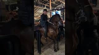 caballo bueno 🔥caballista caballista caballos caballocriollocolombiano [upl. by Yeslehc]