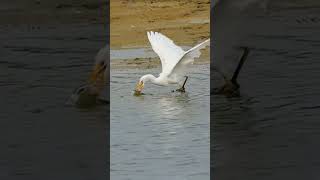 Wild bird hunted a fish on the river shorts kingfisher [upl. by Ivanah]