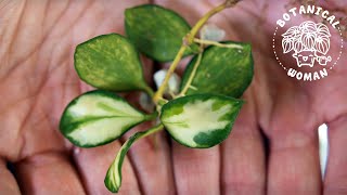 The BEST Method to Propagate Hoya Cuttings [upl. by Goldie865]