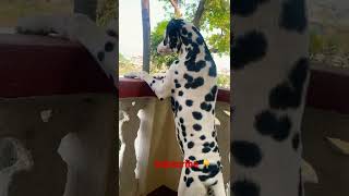 shortsDalmatianbarking [upl. by Sprague]