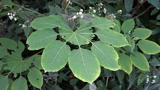 Plant updates Brassaiopsis Manihot Schefflera amp Setaria [upl. by Euqinwahs277]