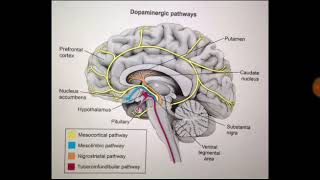 Dopaminergic pathwayspharmacology [upl. by Palermo]