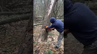 Chainsaw cutting the woods chainsaws hardwaretools viralvideo foryou [upl. by Pinzler]