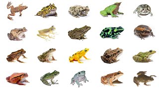 Types of Frogs  Learn Types of Frogs In English Language  Frog Species [upl. by Onifur]