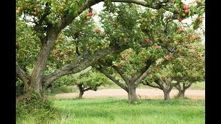 TOUT POUR BIEN COMPRENDRE LA TAILLE DE FORMATION DE POMMIER [upl. by Faunia]