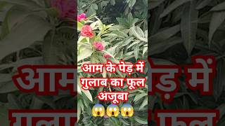 Ajuba aam ke ped me gulab funny satyababa trending aam rose gulab viralshorts 5millionview [upl. by Lebyram]