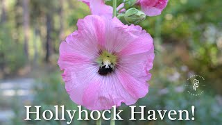 Reach for the Sky  Winter Sowing Hollyhock Seeds for a Colorful Garden [upl. by Yemar204]