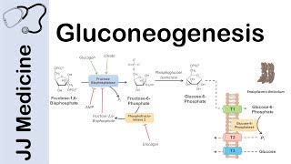 Gluconeogenesis Pathway Overview Enzymes CoFactors and Precursors [upl. by Berry]