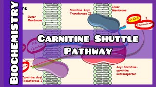 Carnitine Shuttle Pathway  Biochemistry [upl. by Nedrud152]