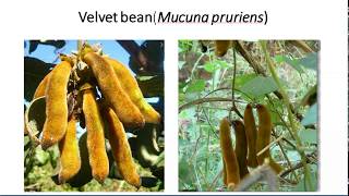 Kaunch Beej ke fayde  Benefits of velvet beans  Mucuna pruriens as a source of Ldopa [upl. by Ilke]