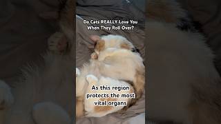 Do Cats REALLY Love You When They Roll Over calicocat catlove shorts [upl. by Emil]