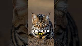 The Secret Life of the Blackfooted Cat  Africas Tiny Predator [upl. by Bluh]