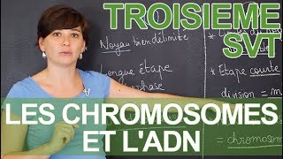 Les chromosomes et lADN  observations microscopiques  SVT  3e  les Bons Profs [upl. by Meihar669]