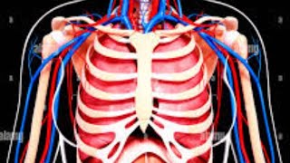 Anatomy of thorax intercostal artery blood supply to thorax [upl. by Dulciana484]