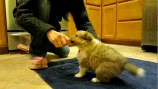 Puppy Training 5 wks old [upl. by Hpesoy]