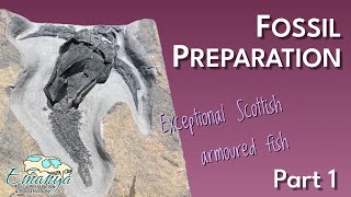 Fossil Preparation at Emanya  Pterichthyodes milleri Devonian Armoured Fish  Part 1 [upl. by Llerred]