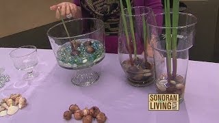 Terri O grows spring bulbs indoors [upl. by Suoirrad]