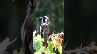 A New Holland Honeyeater perched on a branch meticulously grooming itself [upl. by Glarum]