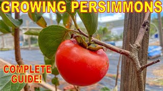 The BEST GUIDE To GROWING PERSIMMON TREES On The Internet [upl. by Uot]