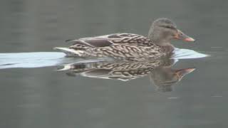 Blesshuhn Haubentaucher und Co  Luxemburger Naturreservat  Tier Doku  Haff Reimech [upl. by Kingsbury]