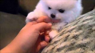 Gorgeous Veronica Teacup White Pomeranian for sale [upl. by Obelia]