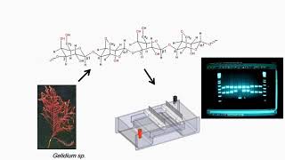 Gel Electrophoresis Preparation and Applications [upl. by Spillihp]