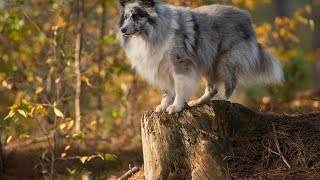 The Shetland Sheepdog A Loving and Loyal Companion for All [upl. by Drisko]