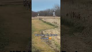 Wild Deer Of Canada hanging out in Front Lawn😍 [upl. by Bellanca]