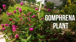 10How to collect seeds gomphrena plant [upl. by Ahseiyk]