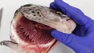 How do fish breathe using gills [upl. by Gary]