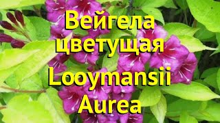 Вейгела цветущая Лоймансей Ауреа Краткий обзор описание weigela florida Looymansii Aurea [upl. by Meli49]