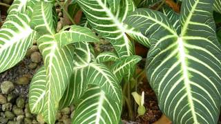 Beautiful leafy plant  Caladium lindenii Magnificum [upl. by Hofstetter389]