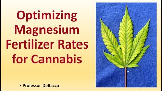 Optimizing Magnesium Fertilizer Rates for Cannabis [upl. by Ornas]