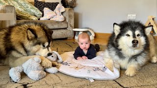 Giant Wolves Supervise Human Puppy Tummy Time Adorable Bond [upl. by Naitsabas78]